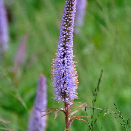 Veronikūnas virgininis 'Amethyst'