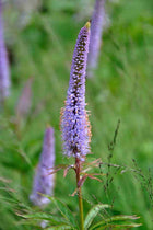 Veronikūnas virgininis 'Amethyst'