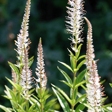 Veronikūnas virgininis 'Diana'