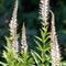 Veronikūnai