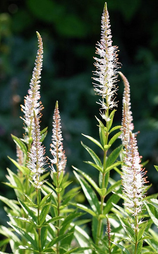 Veronikūnas virgininis 'Diana'