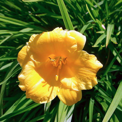 Viendienė 'Stella de Oro'