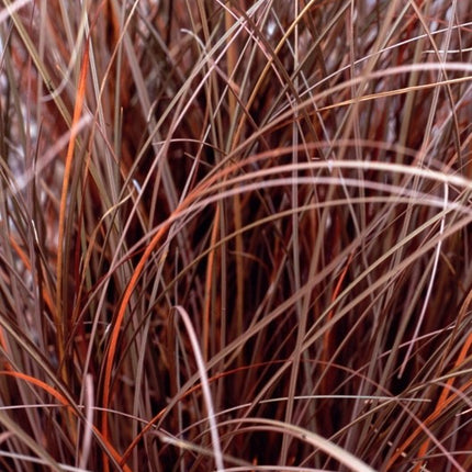 Viksva 'Milk Chocolate'