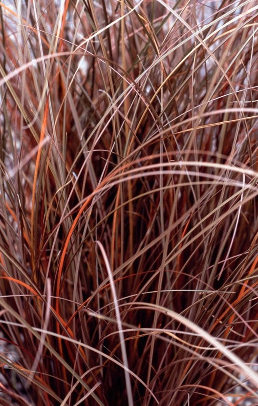 Viksva 'Milk Chocolate'