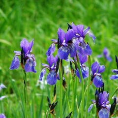 Collection image for: Vilkdalgiai