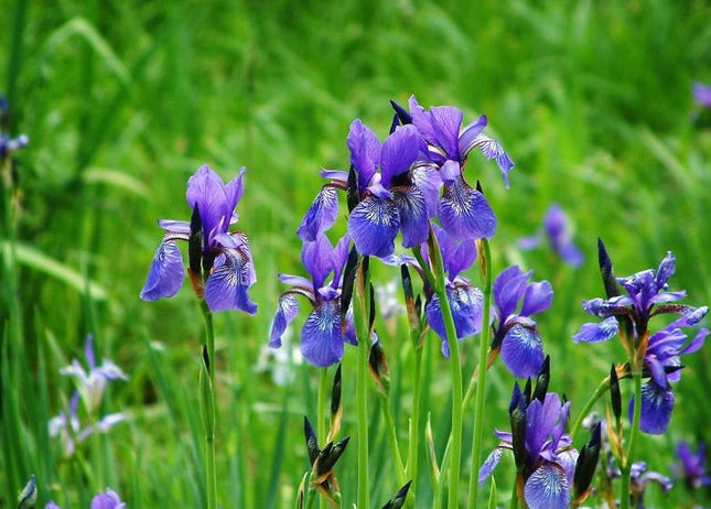 Vilkdalgis sibirinis