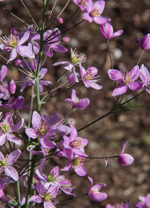 Vingiris 'Fairy Wings'