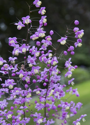 Vingiris 'Purple Wings'