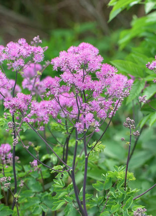 Vingiris sinavadlapis 'Black Stockings'