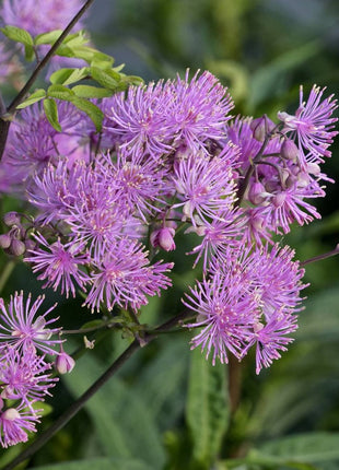 Vingiris sinavadlapis 'Nimbus Pink'