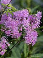 Vingiris sinavadlapis 'Nimbus Pink'