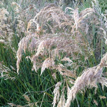 Virblė 'Algau'