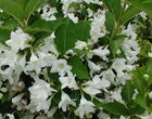 Veigelė gražiažiedė 'Candida'