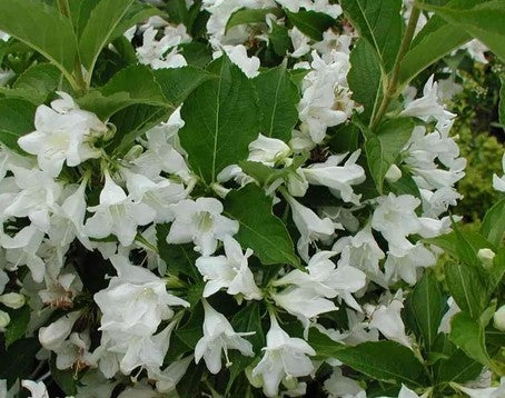 Veigelė gražiažiedė 'Candida'