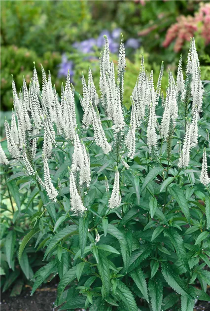 Veronika varpotoji 'White Jolanda'