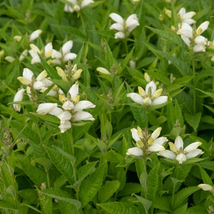 Vėžlūnė plačioji 'Alba'