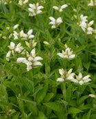 Vėžlūnė plačioji 'Alba'