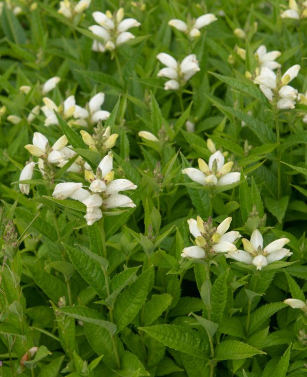 Vėžlūnė plačioji 'Alba'