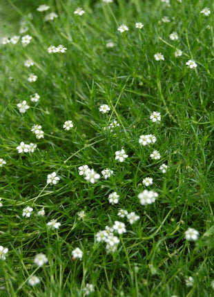 Žemenė siūlinė 'Green Moss'