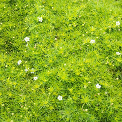 Collection image for: Žemenės