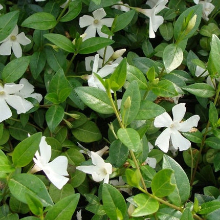 Žiemė mažoji 'Alba'