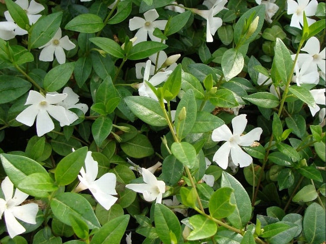 Žiemė mažoji 'Alba'