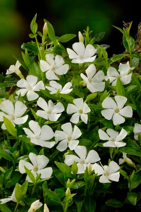 Žiemė mažoji 'Elisa'