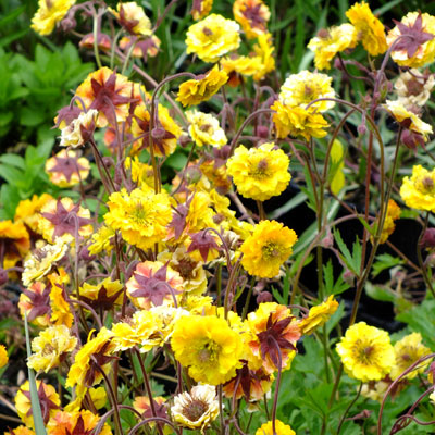 Žiognagė 'Golden Joy'
