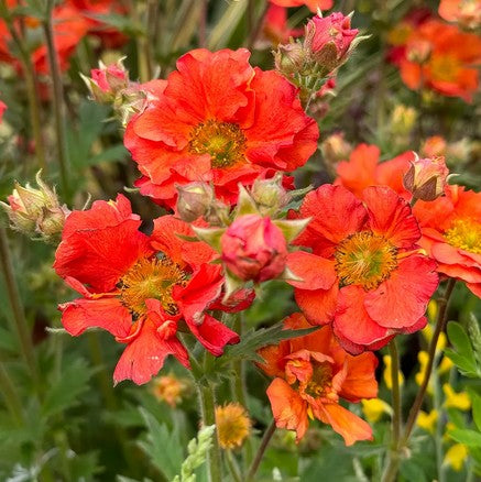 Žiognagė 'Tempest Scarlet'