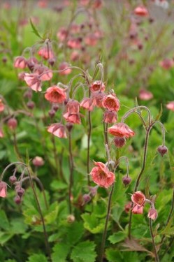 Žiognagė raudonoji 'Leonard's Variety'