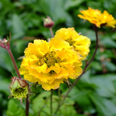 Žiognagė 'Golden Joy'