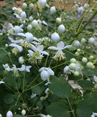 Vingiris sparnuotasis 'Album'