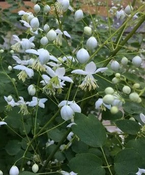 Vingiris sparnuotasis 'Album'