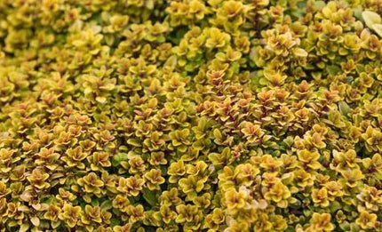 Čiobrelis citrininis 'Bertram Anderson'