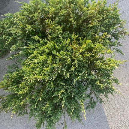 Kadagys gulsčiasis 'Andora Compact'