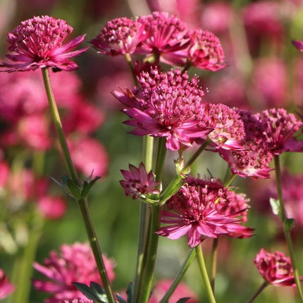 Astrancija didžioji 'Astra Red'