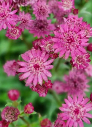 Astrancija didžioji 'Cerise Button'