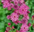 Astrancija didžioji 'Cerise Button'