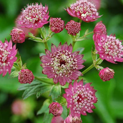 Astrancija didžioji 'Pink Button'