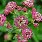 Astrancija didžioji 'Pink Button'