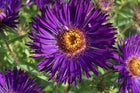 Astras šiurkščialapis 'Violetta'