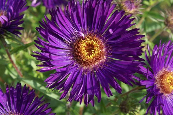 Astras šiurkščialapis 'Violetta'