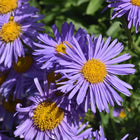 Astras alpinis 'Blue Star'