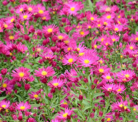 Astras virgininis 'Crimson Brocade'