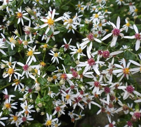 Astras skėstašakis 'Eastern Star'