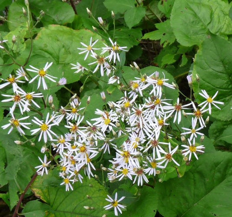 Astras stambialapis 'Albus'