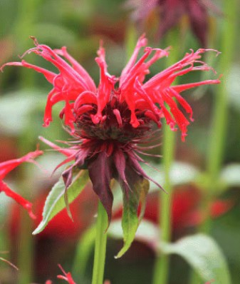Monarda 'Cambridge Scarlet'
