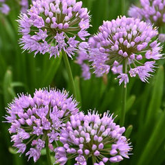 Collection image for: Česnakai