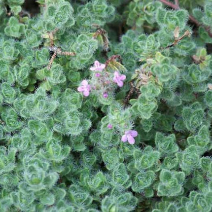 Čiobrelis ankstyvasis 'Pseudolanuginosus'  / 'Woolly Thyme'
