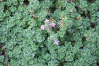 Čiobrelis ankstyvasis 'Pseudolanuginosus'  / 'Woolly Thyme'